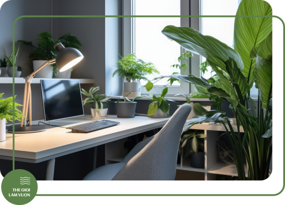 Ky thuat cham soc cay van phong