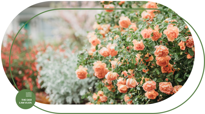 Ky thuat trong va cham soc hoa hong