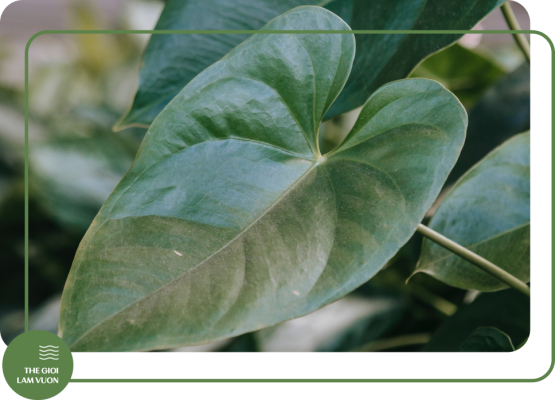 Ky thuat trong va cham soc kieng la cay van phong noi that 1