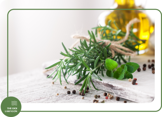 Ky thuat trong va cham soc rau gia vi 1