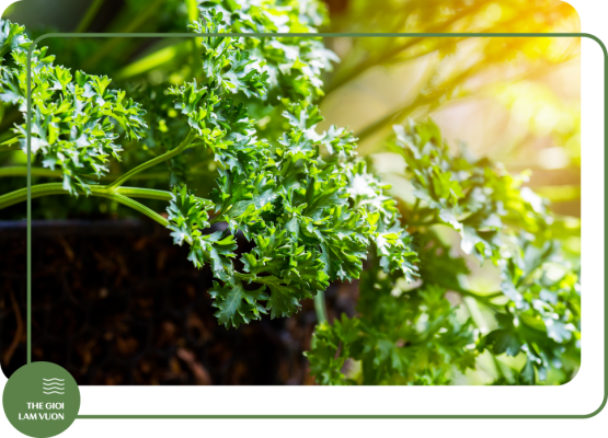 Ky thuat trong va cham soc rau gia vi 2