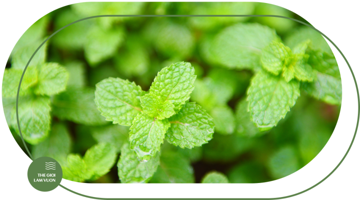 Ky thuat trong va cham soc rau gia vi