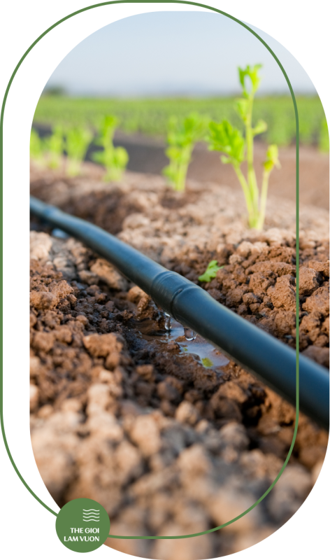 Tinh thoi gian moi lan tuoi vertical