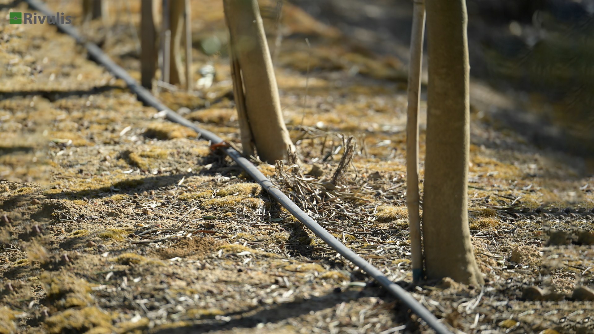 Ống tưới nhỏ giọt rivulis d5000 2 Ứng dụng ống nhỏ giọt D5000 (1)