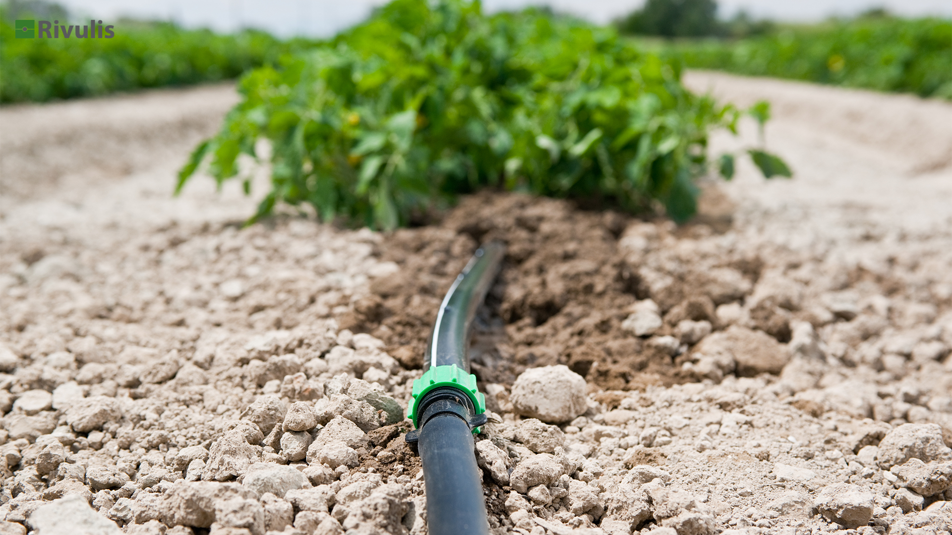 Ống tưới nhỏ giọt rivulis t-tape 1 Ứng dụng ống nhỏ giọt Rivulis T-tape