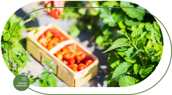 Ky thuat trong va cham soc rau tren san thuong