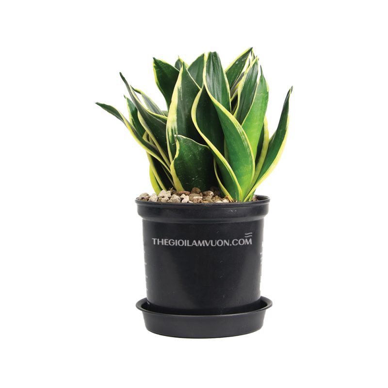 Lưỡi hổ sao