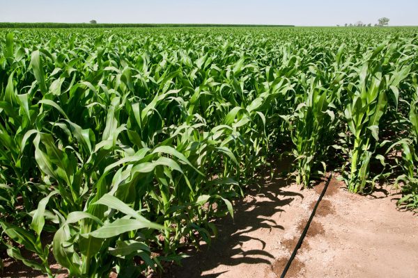 Các loại cây trồng phù hợp với hệ thống tưới tự động 32 Các loại cây trồng phù hợp với hệ thống tưới tự động