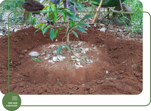 Bon phan cho cay rau rieng 1