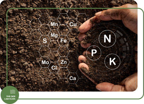 Bon phan cho cay rau rieng