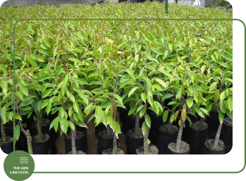 Chon giong sau rieng