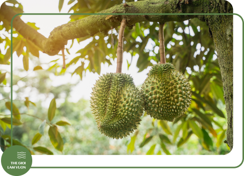 Ky thuat trong sau rieng