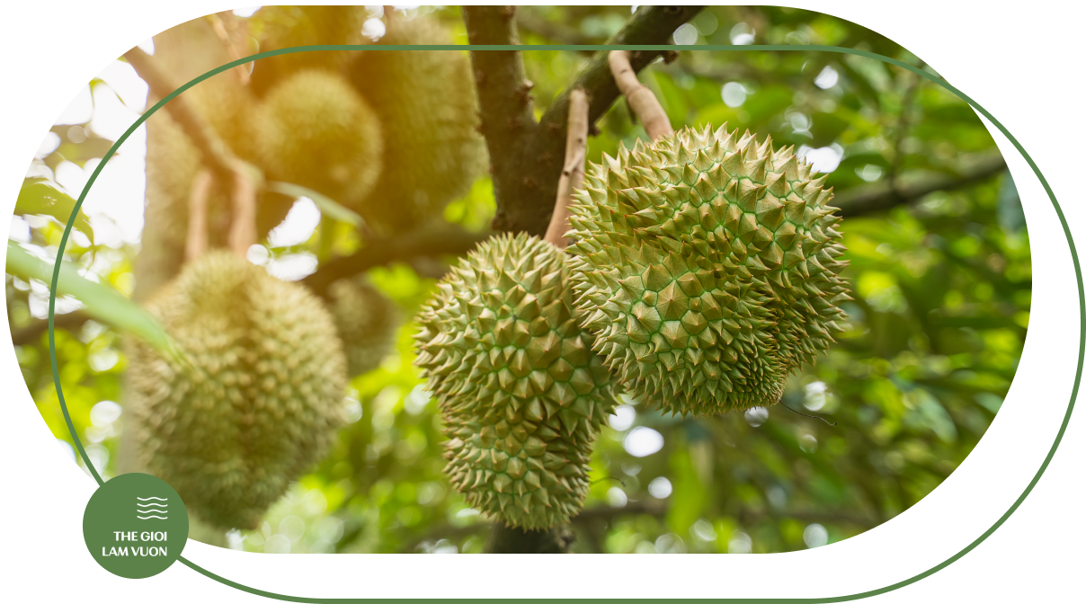 Ky thuat trong va cham soc sau rieng