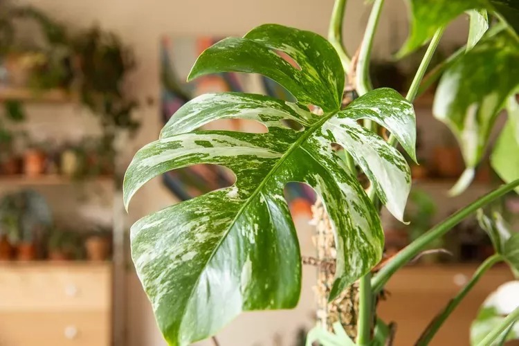 Hướng dẫn trồng trầu bà lá xẻ tại văn phòng 5 monstera-albo