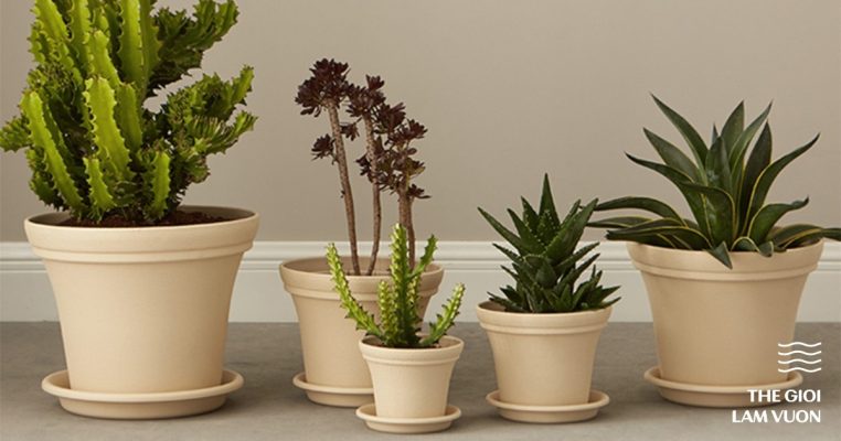 Top 5 loại chậu trồng cây phổ biến xu hướng 2024