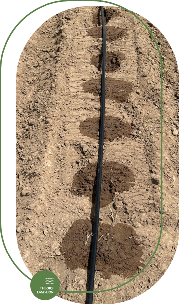 Giai phap tuoi nho giot cho cay mia