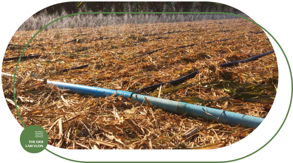 Ong phun mua tuoi mia