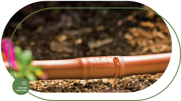 Ong tuoi nho giot canh quan