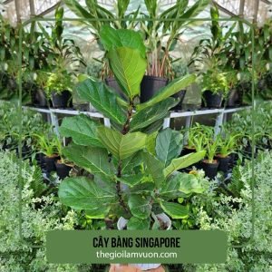 Cây Bàng Singapore