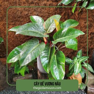 Cây đế vương nâu