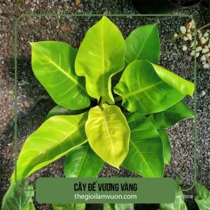 Cây đế vương vàng