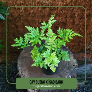 Cây dương xỉ sao băng