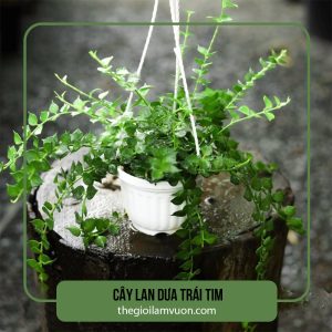 Cây lan dưa trái tim