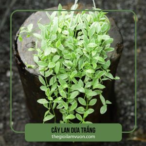 Cây lan dưa trắng