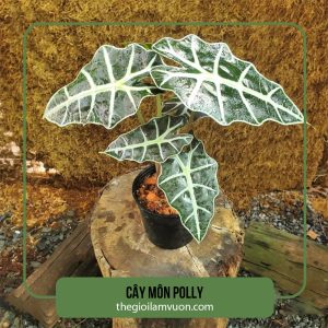 Cây môn polly