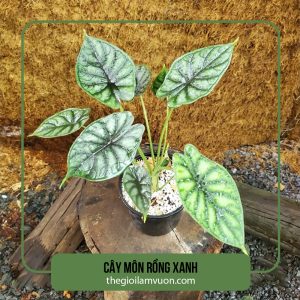 Cây môn rồng xanh