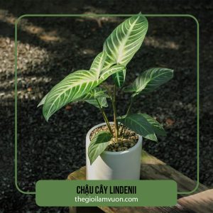 Chậu cây Lindenii