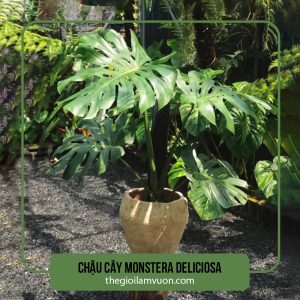 Chậu cây Monstera Deliciosa