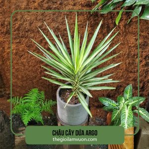 Chậu cây dứa argo