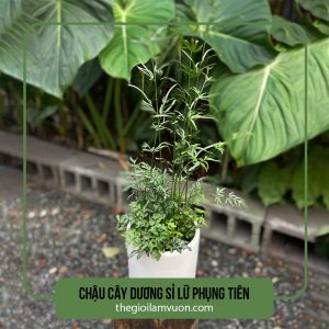 Chậu cây dương sỉ lữ phụng tiên