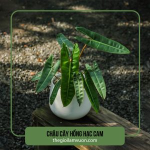 Chậu cây hồng hạc cam