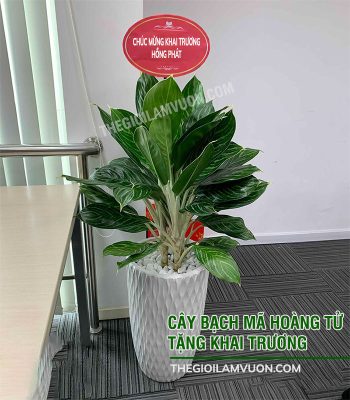 Cây Bạch Mã Hoàng Tử tặng khai trương