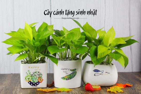 Cây cảnh tặng sinh nhật