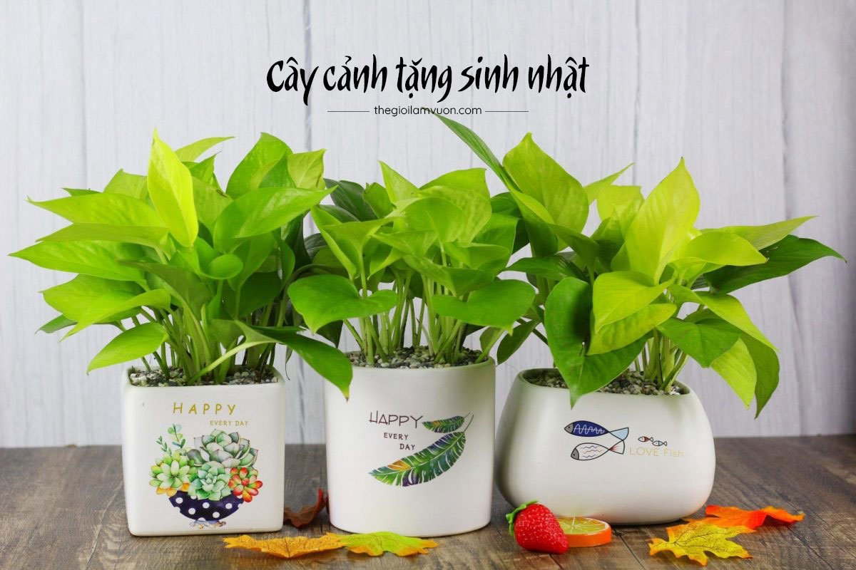 Cây cảnh tặng sinh nhật