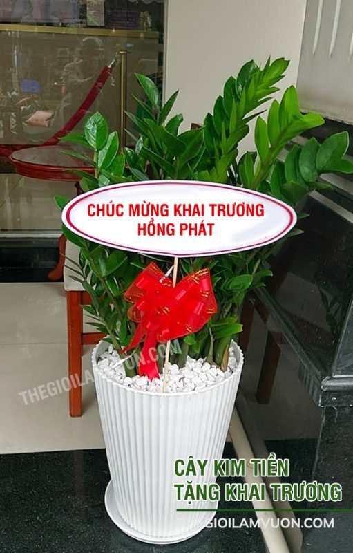 Cây kim tiền tặng khai trương