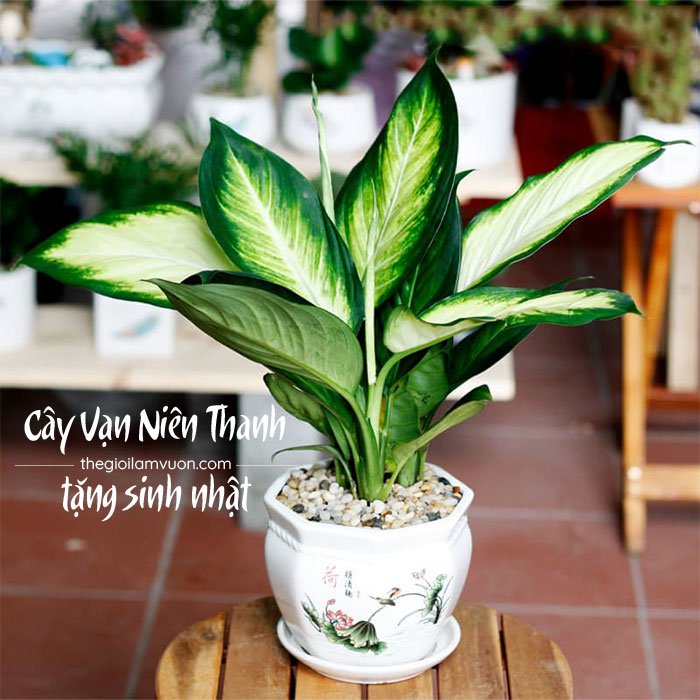 Cây Vạn Niên Thanh Tặng Sinh Nhật