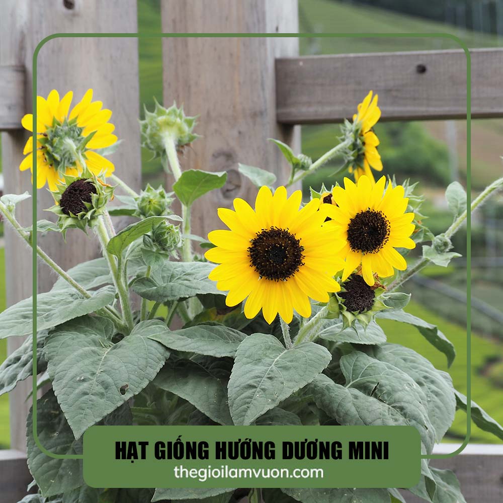 Hạt giống hoa hướng dương mini