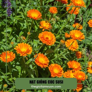 Hạt giống cúc susi