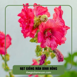 Hạt giống mãn đình hồng