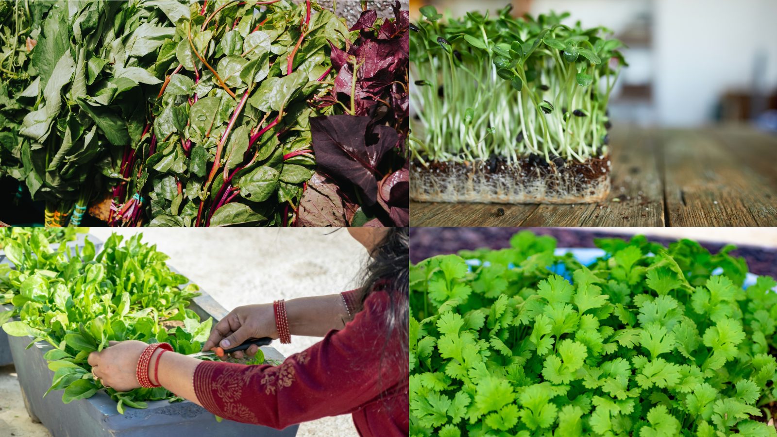 Chọn khay nhựa trồng cây phù hợp với từng loại rau ăn lá 4 Chọn khay nhựa trồng cây phù hợp với từng loại rau ăn lá