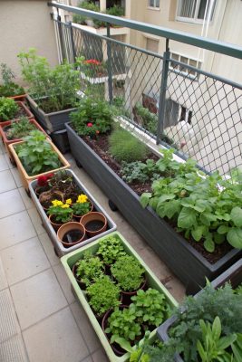 Chọn khay nhựa trồng cây phù hơp với từng loại rau ăn lá  