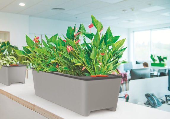 Mua chậu tự tưới thông minh cho cây văn phòng