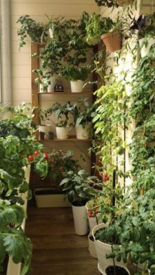 Top 5 loai khay trong rau tai nha tien loi gia tot cho nguoi moi bat dau1