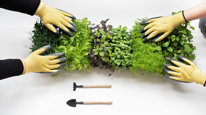 Trồng Rau Mầm Bằng Chậu Tự Tưới Thông Minh