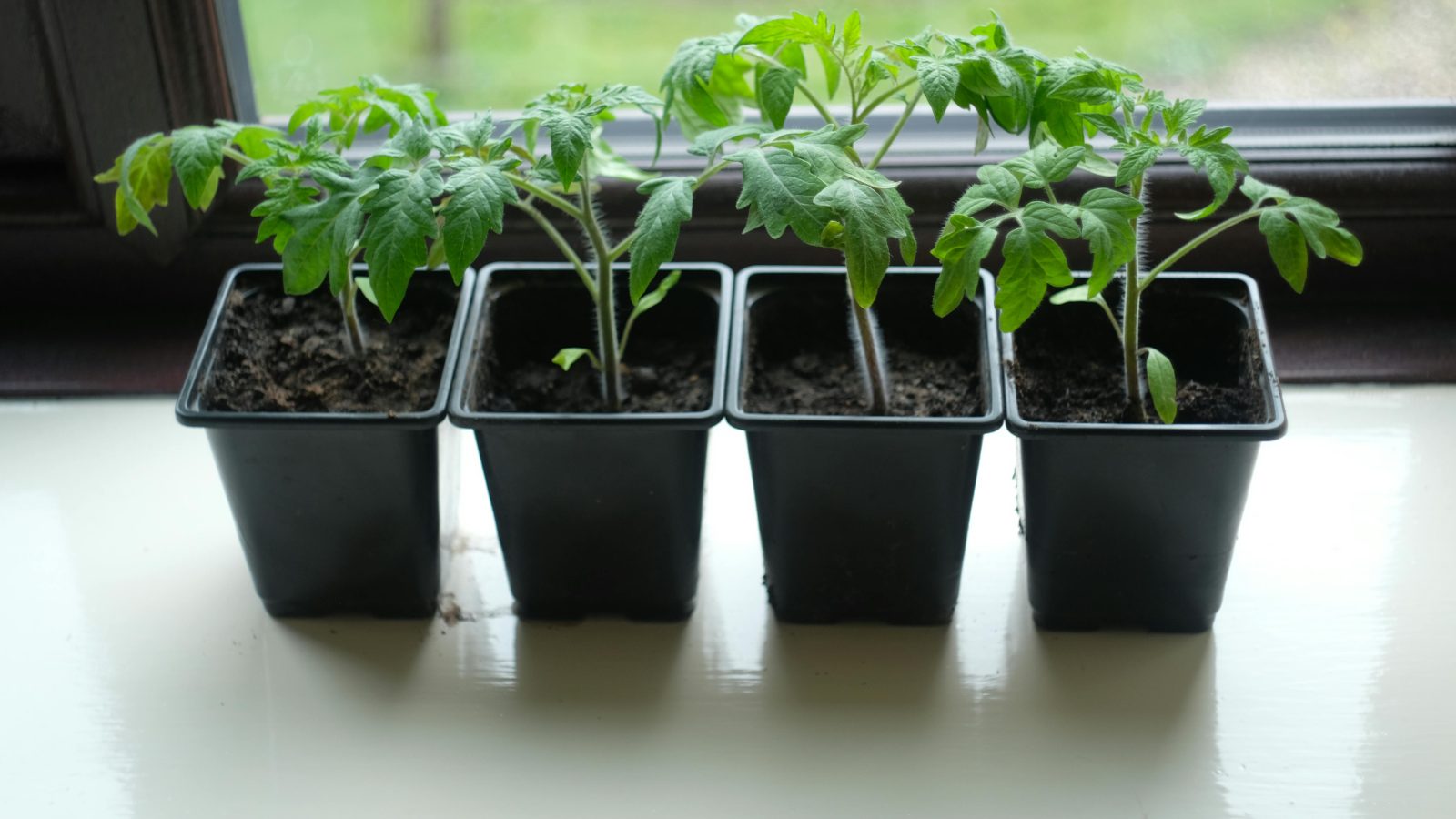 Gợi ý chọn chậu trồng cây tiết kiệm chi phí làm vườn tại nhà 9 Gợi ý chọn chậu trồng cây tiết kiệm chi phí làm vườn tại nhà