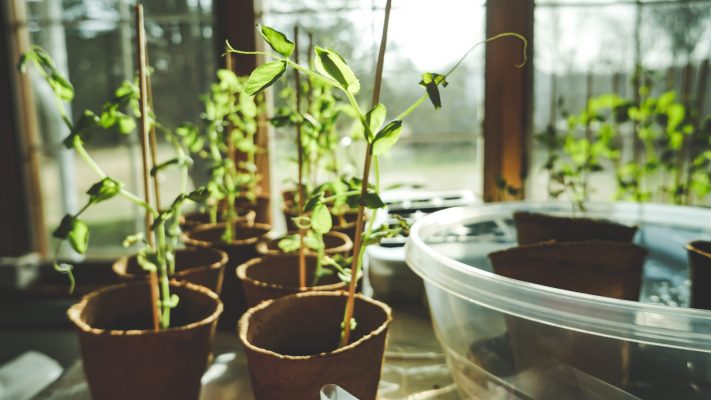 Gợi ý chọn chậu trồng cây tiết kiệm chi phí làm vườn tại nhà 11 Gợi ý chọn chậu trồng cây tiết kiệm chi phí làm vườn tại nhà 3